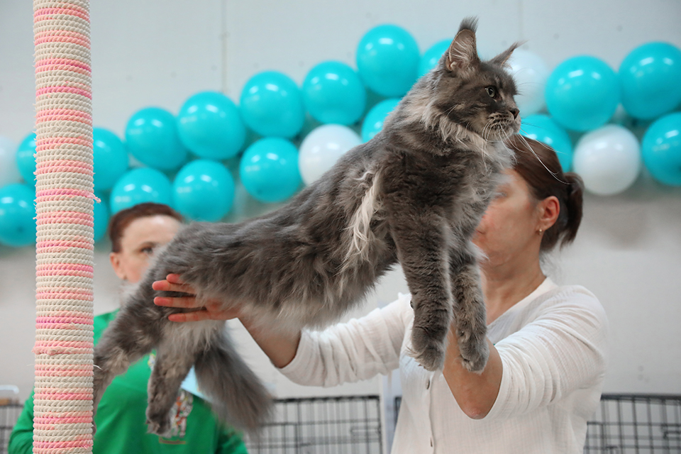 Выставка кошек 